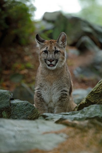 Puma americká (Puma concolor), Puma americká (Puma concolor) Mountain Lion, Autor: Ondřej Prosický | NaturePhoto.cz, Model: Canon EOS-1D X, Objektiv: EF200-400mm f/4L IS USM, Ohnisková vzdálenost (EQ35mm): 266 mm, stativ Gitzo, Clona: 4.0, Doba expozice: 1/125 s, ISO: 2500, Kompenzace expozice: -1/3, Blesk: Ne, 21. září 2013 15:55:57, zvíře v lidské péči, Herálec, Vysočina (Česko)