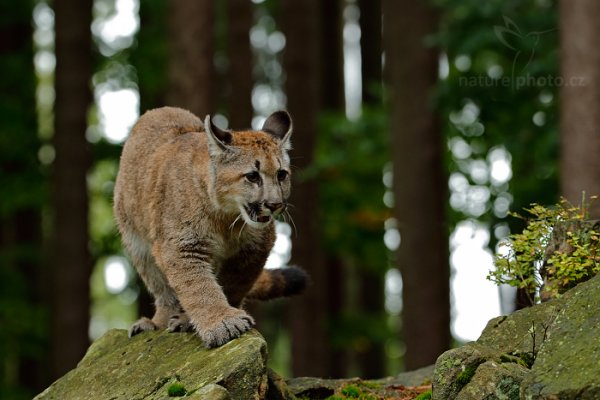 Puma americká (Puma concolor), Puma americká (Puma concolor) Mountain Lion, Autor: Ondřej Prosický | NaturePhoto.cz, Model: Canon EOS-1D X, Objektiv: EF200-400mm f/4L IS USM, Ohnisková vzdálenost (EQ35mm): 266 mm, stativ Gitzo, Clona: 4.0, Doba expozice: 1/125 s, ISO: 2500, Kompenzace expozice: -1/3, Blesk: Ne, 21. září 2013 15:55:57, zvíře v lidské péči, Herálec, Vysočina (Česko)