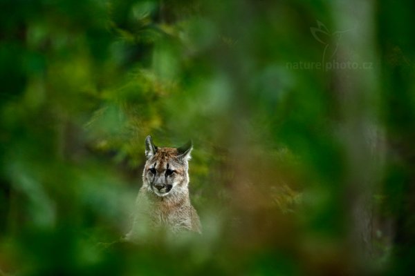 Puma americká (Puma concolor), Puma americká (Puma concolor) Mountain Lion, Autor: Ondřej Prosický | NaturePhoto.cz, Model: Canon EOS-1D X, Objektiv: EF200-400mm f/4L IS USM, Ohnisková vzdálenost (EQ35mm): 266 mm, stativ Gitzo, Clona: 4.0, Doba expozice: 1/125 s, ISO: 2500, Kompenzace expozice: -1/3, Blesk: Ne, 21. září 2013 15:55:57, zvíře v lidské péči, Herálec, Vysočina (Česko)