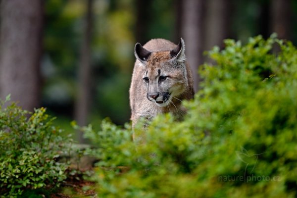 Puma americká (Puma concolor), Puma americká (Puma concolor) Mountain Lion, Autor: Ondřej Prosický | NaturePhoto.cz, Model: Canon EOS-1D X, Objektiv: EF200-400mm f/4L IS USM, Ohnisková vzdálenost (EQ35mm): 311 mm, stativ Gitzo, Clona: 4.0, Doba expozice: 1/500 s, ISO: 1000, Kompenzace expozice: 0, Blesk: Ne, 21. září 2013 15:29:07, zvíře v lidské péči, Herálec, Vysočina (Česko) 