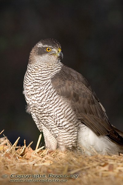 Jestřáb lesní (Accipiter gentilis), Jestřáb lesní (Accipiter gentilis), Goshawk, Autor: Ondřej Prosický, Model aparátu: Canon EOS 20D, Objektiv: Canon EF 400mm f/5.6 L USM, stativ Gitzo G1227 + G1377M, Ohnisková vzdálenost: 400.00 mm, Režim měření expozice: Vzorek, Clona: 5.60, Doba expozice: 1/125 s, ISO: 400, Vyvážení expozice: 0.00, Blesk: Ne, Vytvořeno: 18. listopadu 2005 10:42:30, stanice raněných dravců Svatý Kopeček u Olomouce (ČR)