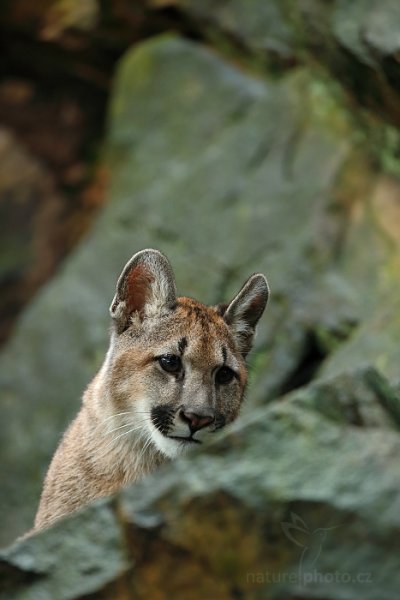 Puma americká (Puma concolor), Puma americká (Puma concolor) Mountain Lion, Autor: Ondřej Prosický | NaturePhoto.cz, Model: Canon EOS-1D X, Objektiv: EF200-400mm f/4L IS USM, Ohnisková vzdálenost (EQ35mm): 311 mm, stativ Gitzo, Clona: 4.0, Doba expozice: 1/500 s, ISO: 1000, Kompenzace expozice: 0, Blesk: Ne, 21. září 2013 15:29:07, zvíře v lidské péči, Herálec, Vysočina (Česko) 