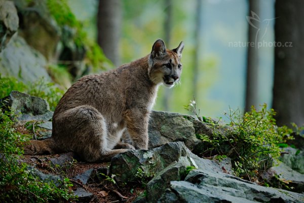 Puma americká (Puma concolor), Puma americká (Puma concolor) Mountain Lion, Autor: Ondřej Prosický | NaturePhoto.cz, Model: Canon EOS-1D X, Objektiv: EF200-400mm f/4L IS USM, Ohnisková vzdálenost (EQ35mm): 311 mm, stativ Gitzo, Clona: 4.0, Doba expozice: 1/500 s, ISO: 1000, Kompenzace expozice: 0, Blesk: Ne, 21. září 2013 15:29:07, zvíře v lidské péči, Herálec, Vysočina (Česko) 