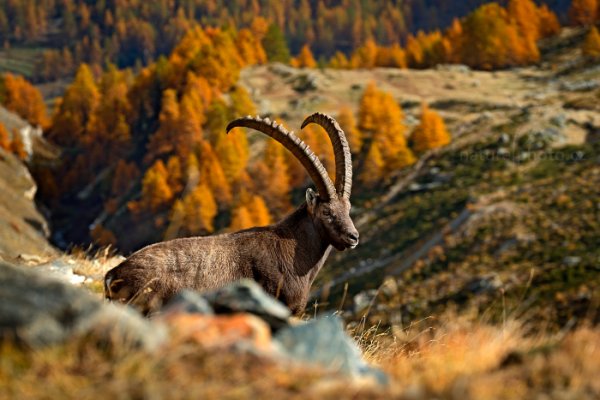 Kozorožec alpský (Capra ibex ibex), Kozorožec alpský (Capra ibex ibex) Alpine Ibex, Autor: Ondřej Prosický | NaturePhoto.cz, Model: Canon EOS-1D X, Objektiv: EF70-300mm f/4-5.6L IS USM, Ohnisková vzdálenost (EQ35mm): 166 mm, stativ Gitzo, Clona: 6.3, Doba expozice: 1/800 s, ISO: 320, Kompenzace expozice: -1, Blesk: Ne, 26. října 2013 13:04:32, Parco Nazionale Gran Paradiso (Itálie) 