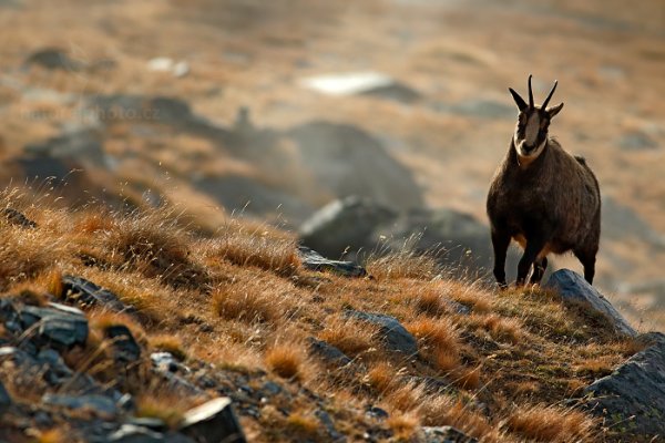 Kamzík horský alpský (Rupicapra rupicapra) , Kamzík horský alpský (Rupicapra rupicapra) Chamois, Autor: Ondřej Prosický | NaturePhoto.cz, Model: Canon EOS-1D X, Objektiv: EF400mm f/5.6L USM, Ohnisková vzdálenost (EQ35mm): 400 mm, stativ Gitzo, Clona: 5.6, Doba expozice: 1/2500 s, ISO: 800, Kompenzace expozice: -1, Blesk: Ne, 27. října 2013 9:02:37, Parco Nazionale Gran Paradiso (Itálie)