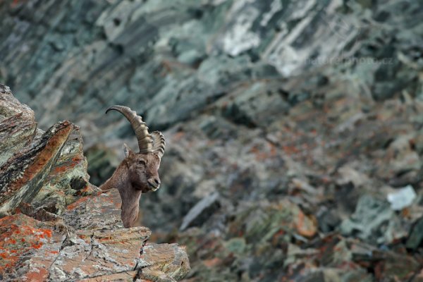 Kozorožec alpský (Capra ibex ibex) , Kozorožec alpský (Capra ibex ibex) Alpine Ibex, Autor: Ondřej Prosický | NaturePhoto.cz, Model: Canon EOS-1D X, Objektiv: EF400mm f/5.6L USM, Ohnisková vzdálenost (EQ35mm): 400 mm, stativ Gitzo, Clona: 6.3, Doba expozice: 1/400 s, ISO: 640, Kompenzace expozice: -1/3, Blesk: Ne, 27. října 2013 10:18:12, Parco Nazionale Gran Paradiso (Itálie) 