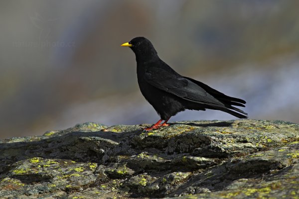 Kavče žlutozobé (Pyrrhocorax graculus), Kavče žlutozobé (Pyrrhocorax graculus) Alpine Chough, Autor: Ondřej Prosický | NaturePhoto.cz, Model: Canon EOS-1D X, Objektiv: EF400mm f/5.6L USM, Ohnisková vzdálenost (EQ35mm): 400 mm, stativ Gitzo, Clona: 6.3, Doba expozice: 1/1600 s, ISO: 400, Kompenzace expozice: -1, Blesk: Ne, 26. října 2013 15:26:31, Parco Nazionale Gran Paradiso (Itálie) 