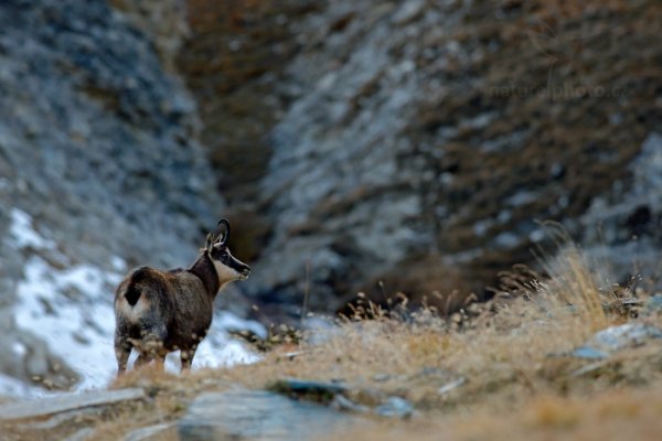 Kamzík horský alpský (Rupicapra rupicapra rupicapra) , Chamois, Autor: Ondřej Prosický | NaturePhoto.cz, Model: Canon EOS-1D X, Objektiv: EF400mm f/5.6L USM, Ohnisková vzdálenost (EQ35mm): 400 mm, stativ Gitzo, Clona: 6.3, Doba expozice: 1/250 s, ISO: 1600, Kompenzace expozice: -2/3, Blesk: Ne, 26. října 2013 17:57:31, Parco Nazionale Gran Paradiso (Itálie) 