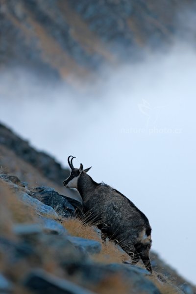 Kamzík horský alpský (Rupicapra rupicapra rupicapra) , Kamzík horský alpský (Rupicapra rupicapra rupicapra) Chamois, Autor: Ondřej Prosický | NaturePhoto.cz, Model: Canon EOS-1D X, Objektiv: EF400mm f/5.6L USM, Ohnisková vzdálenost (EQ35mm): 400 mm, stativ Gitzo, Clona: 5.6, Doba expozice: 1/640 s, ISO: 800, Kompenzace expozice: -1/3, Blesk: Ne, 27. října 2013 8:52:03, Parco Nazionale Gran Paradiso (Itálie)