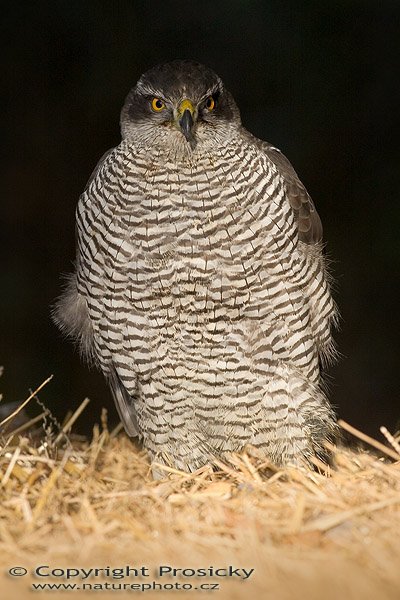 Jestřáb lesní (Accipiter gentilis), Jestřáb lesní (Accipiter gentilis), Goshawk, Autor: Ondřej Prosický, Model aparátu: Canon EOS 20D, Objektiv: Canon EF 400mm f/5.6 L USM, stativ Gitzo G1227 + G1377M, Ohnisková vzdálenost: 400.00 mm, Režim měření expozice: Vzorek, Clona: 6.30, Doba expozice: 1/160 s, ISO: 200, Vyvážení expozice: 0.00, Blesk: Ano, Vytvořeno: 18. listopadu 2005 10:56:42, stanice raněných dravců Svatý Kopeček u Olomouce (ČR)