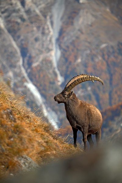 Kozorožec alpský (Capra ibex ibex) , Kozorožec alpský (Capra ibex ibex) Alpine Ibex, Autor: Ondřej Prosický | NaturePhoto.cz, Model: Canon EOS-1D X, Objektiv: EF70-300mm f/4-5.6L IS USM, Ohnisková vzdálenost (EQ35mm): 260 mm, stativ Gitzo, Clona: 6.3, Doba expozice: 1/1250 s, ISO: 320, Kompenzace expozice: -1, Blesk: Ne, 26. října 2013 13:01:28, Parco Nazionale Gran Paradiso (Itálie) 