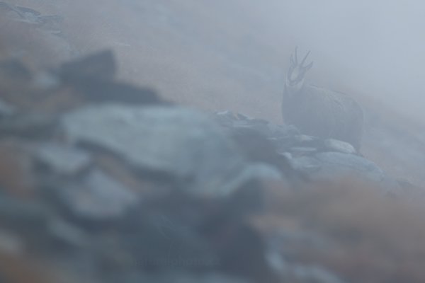 Kamzík horský alpský (Rupicapra rupicapra rupicapra) , Kamzík horský alpský (Rupicapra rupicapra rupicapra) Chamois, Autor: Ondřej Prosický | NaturePhoto.cz, Model: Canon EOS-1D X, Objektiv: EF400mm f/5.6L USM, Ohnisková vzdálenost (EQ35mm): 400 mm, stativ Gitzo, Clona: 6.3, Doba expozice: 1/320 s, ISO: 800, Kompenzace expozice: -1/3, Blesk: Ne, 27. října 2013 8:53:59, Parco Nazionale Gran Paradiso (Itálie) 