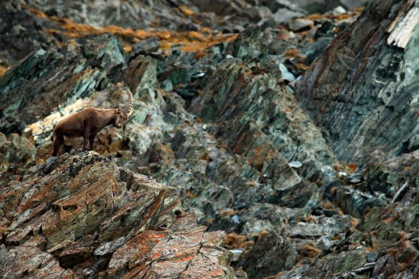 Kozorožec alpský (Capra ibex ibex) , Kozorožec alpský (Capra ibex ibex) Alpine Ibex, Autor: Ondřej Prosický | NaturePhoto.cz, Model: Canon EOS-1D X, Objektiv: EF400mm f/5.6L USM, Ohnisková vzdálenost (EQ35mm): 400 mm, stativ Gitzo, Clona: 7.1, Doba expozice: 1/1250 s, ISO: 800, Kompenzace expozice: -2, Blesk: Ne, 27. října 2013 10:12:33, Parco Nazionale Gran Paradiso (Itálie)