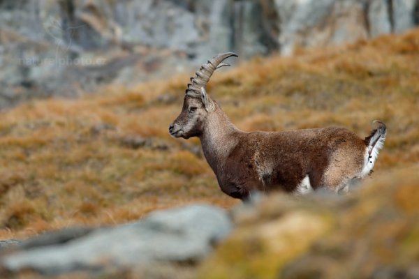 Kozorožec alpský (Capra ibex ibex) , Kozorožec alpský (Capra ibex ibex) Alpine Ibex, Autor: Ondřej Prosický | NaturePhoto.cz, Model: Canon EOS-1D X, Objektiv: EF400mm f/5.6L USM, Ohnisková vzdálenost (EQ35mm): 400 mm, stativ Gitzo, Clona: 5.6, Doba expozice: 1/800 s, ISO: 640, Kompenzace expozice: -1/3, Blesk: Ne, 27. října 2013 10:39:01, Parco Nazionale Gran Paradiso (Itálie) 