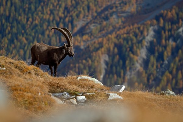 Kozorožec alpský (Capra ibex ibex), Alpine Ibex, Autor: Ondřej Prosický | NaturePhoto.cz, Model: Canon EOS-1D X, Objektiv: EF70-300mm f/4-5.6L IS USM, Ohnisková vzdálenost (EQ35mm): 300 mm, stativ Gitzo, Clona: 6.3, Doba expozice: 1/800 s, ISO: 320, Kompenzace expozice: -1, Blesk: Ne, 26. října 2013 13:00:29, Parco Nazionale Gran Paradiso (Itálie) 