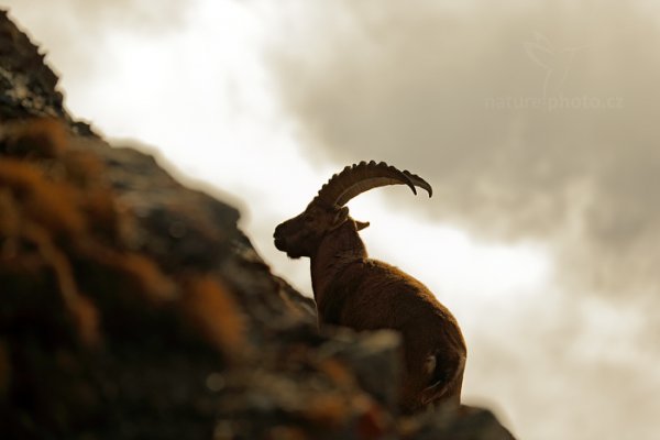 Kozorožec alpský (Capra ibex ibex) , Kozorožec alpský (Capra ibex ibex) Alpine Ibex, Autor: Ondřej Prosický | NaturePhoto.cz, Model: Canon EOS-1D X, Objektiv: EF70-300mm f/4-5.6L IS USM, Ohnisková vzdálenost (EQ35mm): 260 mm, stativ Gitzo, Clona: 5.6, Doba expozice: 1/8000 s, ISO: 800, Kompenzace expozice: -1, Blesk: Ne, 27. října 2013 9:37:26, Parco Nazionale Gran Paradiso (Itálie) 