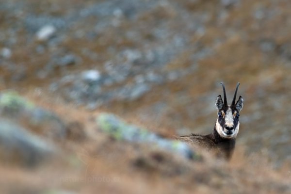 Kamzík horský alpský (Rupicapra rupicapra rupicapra) , Kamzík horský alpský (Rupicapra rupicapra rupicapra) Chamois, Autor: Ondřej Prosický | NaturePhoto.cz, Model: Canon EOS-1D X, Objektiv: EF400mm f/5.6L USM, Ohnisková vzdálenost (EQ35mm): 400 mm, stativ Gitzo, Clona: 7.1, Doba expozice: 1/100 s, ISO: 1600, Kompenzace expozice: -2/3, Blesk: Ne, 26. října 2013 18:14:03, Parco Nazionale Gran Paradiso (Itálie)