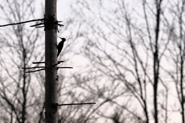 Datel černý (Dryocopus martius), Datel černý (Dryocopus martius) Black Woodpecker, Prachaticko, Šumava (Česko)