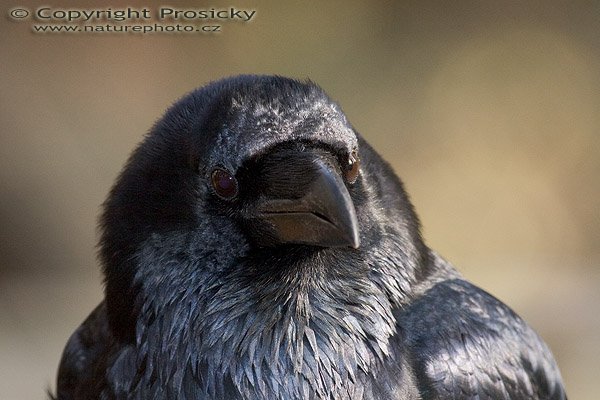 Krkavec velký (Corvus corax), Autor: Ondřej Prosický, Model aparátu: Canon EOS 20D, Objektiv: Canon EF 400mm f/5.6 L USM, stativ Gitzo G1227 + G1377M, Ohnisková vzdálenost: 400.00 mm, Režim měření expozice: Vzorek, Clona: 6.30, Doba expozice: 1/160 s, ISO: 400, Vyvážení expozice: 0.00, Blesk: Ano, Vytvořeno: 18. listopadu 2005 11:08:31, stanice raněných dravců Svatý Kopeček u Olomouce (ČR)