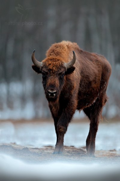 Zubr evropský (Bison bonasus), Zubr evropský (Bison bonasus) European Bison, Autor: Ondřej Prosický | NaturePhoto.cz, Model: Canon EOS-1D X, Objektiv: EF400mm f/2.8L IS II USM, Ohnisková vzdálenost (EQ35mm): 400 mm, fotografováno z ruky, Clona: 2.8, Doba expozice: 1/160 s, ISO: 800, Kompenzace expozice: 0, Blesk: Ne, 15. prosince 2013 8:58:20, Prachaticko, Šumava (Česko) 