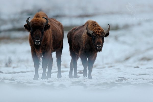 Zubr evropský (Bison bonasus), Zubr evropský (Bison bonasus) European Bison, Autor: Ondřej Prosický | NaturePhoto.cz, Model: Canon EOS-1D X, Objektiv: EF400mm f/2.8L IS II USM, Ohnisková vzdálenost (EQ35mm): 400 mm, fotografováno z ruky, Clona: 2.8, Doba expozice: 1/320 s, ISO: 800, Kompenzace expozice: 0, Blesk: Ne, 15. prosince 2013 8:57:52, Prachaticko, Šumava (Česko) 