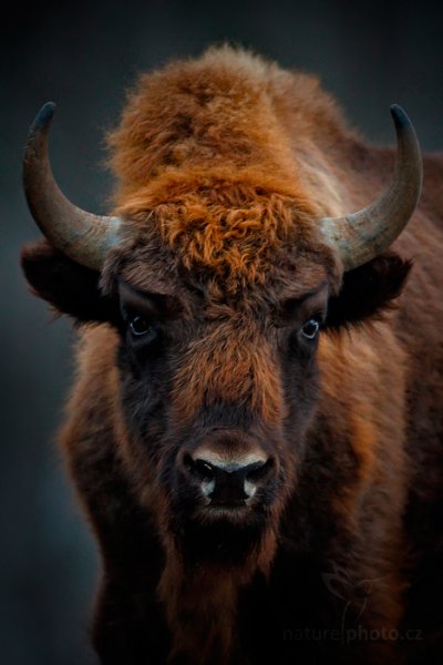 Zubr evropský (Bison bonasus), Zubr evropský (Bison bonasus) European Bison, Autor: Ondřej Prosický | NaturePhoto.cz, Model: Canon EOS-1D X, Objektiv: EF400mm f/2.8L IS II USM, Ohnisková vzdálenost (EQ35mm): 400 mm, fotografováno z ruky, Clona: 2.8, Doba expozice: 1/160 s, ISO: 800, Kompenzace expozice: 0, Blesk: Ne, 15. prosince 2013 8:58:26, Prachaticko, Šumava (Česko) 