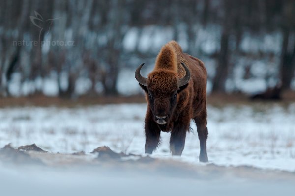 Zubr evropský (Bison bonasus), Zubr evropský (Bison bonasus) European Bison, Autor: Ondřej Prosický | NaturePhoto.cz, Model: Canon EOS-1D X, Objektiv: EF400mm f/2.8L IS II USM, Ohnisková vzdálenost (EQ35mm): 400 mm, fotografováno z ruky, Clona: 2.8, Doba expozice: 1/250 s, ISO: 800, Kompenzace expozice: 0, Blesk: Ne, 15. prosince 2013 8:53:10, Prachaticko, Šumava (Česko) 