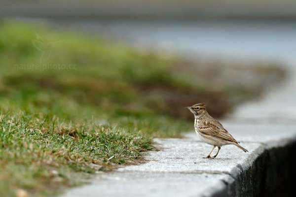 Chocholouš obecný (Galerida cristata), Chocholouš obecný (Galerida cristata) Crested Lark, Autor: Ondřej Prosický | NaturePhoto.cz, Model: Canon EOS-1D X, Objektiv: EF400mm f/2.8L IS II USM +2x III, Ohnisková vzdálenost (EQ35mm): 800 mm, fotografováno z ruky, Clona: 7.1, Doba expozice: 1/800 s, ISO: 1600, Kompenzace expozice: -1 1/3, Blesk: Ne, 15. února 2014 9:43:56, Praha (Česko) 