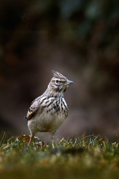 Chocholouš obecný (Galerida cristata), Chocholouš obecný (Galerida cristata) Crested Lark, Autor: Ondřej Prosický | NaturePhoto.cz, Model: Canon EOS-1D X, Objektiv: EF400mm f/2.8L IS II USM +2x III, Ohnisková vzdálenost (EQ35mm): 800 mm, fotografováno z ruky, Clona: 7.1, Doba expozice: 1/500 s, ISO: 1600, Kompenzace expozice: -1 2/3, Blesk: Ne, 15. února 2014 4:55:37, Praha (Česko)  