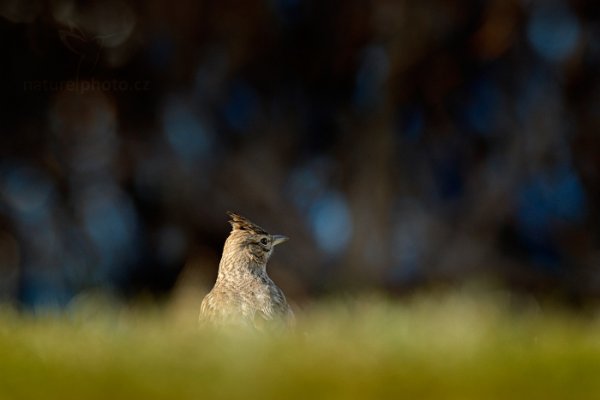 Chocholouš obecný (Galerida cristata), Chocholouš obecný (Galerida cristata) Crested Lark, Autor: Ondřej Prosický | NaturePhoto.cz, Model: Canon EOS-1D X, Objektiv: EF400mm f/2.8L IS II USM +2x III, Ohnisková vzdálenost (EQ35mm): 800 mm, fotografováno z ruky, Clona: 8.0, Doba expozice: 1/640 s, ISO: 1250, Kompenzace expozice: -1, Blesk: Ne, 8. února 2014 10:10:56, Praha (Česko)  