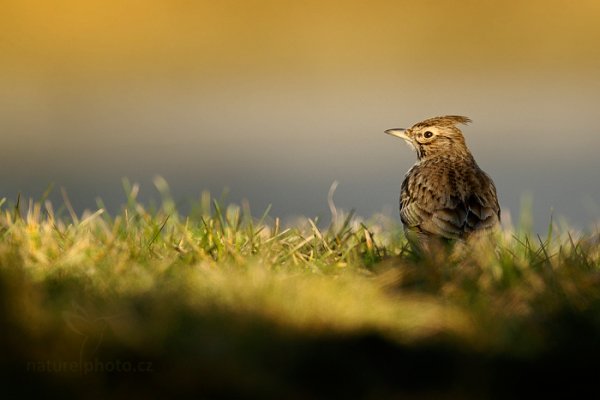 Chocholouš obecný (Galerida cristata), Chocholouš obecný (Galerida cristata) Crested Lark, Autor: Ondřej Prosický | NaturePhoto.cz, Model: Canon EOS-1D X, Objektiv: EF400mm f/2.8L IS II USM +2x III, Ohnisková vzdálenost (EQ35mm): 800 mm, fotografováno z ruky, Clona: 8.0, Doba expozice: 1/640 s, ISO: 1000, Kompenzace expozice: -2/3, Blesk: Ne, 8. února 2014 9:18:28, Praha (Česko)