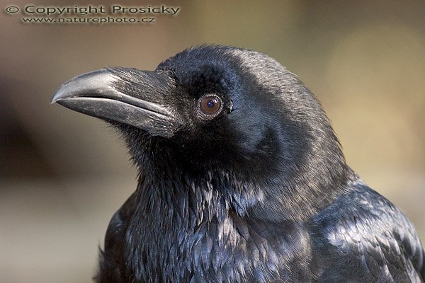 Krkavec velký (Corvus corax), Autor: Ondřej Prosický, Model aparátu: Canon EOS 20D, Objektiv: Canon EF 400mm f/5.6 L USM, stativ Gitzo G1227 + G1377M, Ohnisková vzdálenost: 400.00 mm, Režim měření expozice: Vzorek, Clona: 6.30, Doba expozice: 1/160 s, ISO: 400, Vyvážení expozice: 0.00, Blesk: Ano, Vytvořeno: 18. listopadu 2005 11:08:38, stanice raněných dravců Svatý Kopeček u Olomouce (ČR)