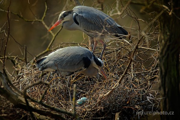 Volavka popelavá (Ardea cinerea), Volavka popelavá (Ardea cinerea) Grey Heron, Praha - Troja (Česko)