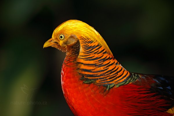 Bažant zlatý (Chrysolophus pictus), Bažant zlatý (Chrysolophus pictus) Golden Pheasant, ZOO Praha (Česko)