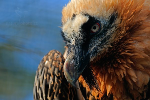 Orlosup bradatý (Gypaetus barbatus), Orlosup bradatý (Gypaetus barbatus) Bearded Vulture, ZOO Praha (Česko)