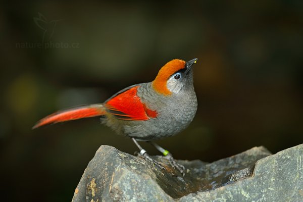 Sojkovec karmínovoocasý (Garrulax milnei), Sojkovec karmínovoocasý (Garrulax milnei) jihočinský, Red-tailed Laughingthrush,  ZOO Praha (Česko)