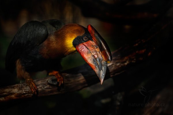 Dvojzoborožec hnědavý (Buceros hydrocorax), Dvojzoborožec hnědavý (Buceros hydrocorax) Rufous Hornbill