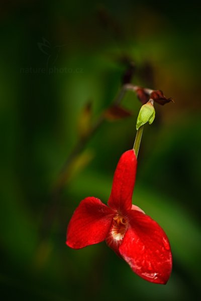 Orchidej Phragmipedium besseae, Orchidej Phragmipedium besseae Autor: Ondřej Prosický | NaturePhoto.cz, Model: Canon EOS-1D X, Objektiv: EF100mm f/2.8L Macro IS USM, Ohnisková vzdálenost (EQ35mm): 100 mm, fotografováno z ruky, Clona: 4.0, Doba expozice: 1/160 s, ISO: 200, Kompenzace expozice: -1 1/3, Blesk: Ne, 8. března 2014 10:40:01, skleník Fata Morgana, Praha - Troja (Česko)