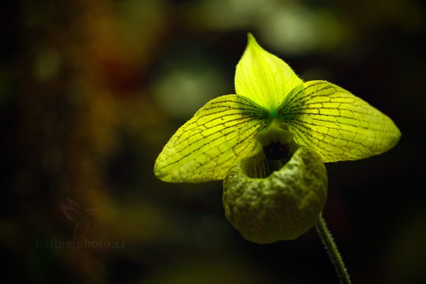 Orchidej Paphiopedilum malipoense, Orchidej Paphiopedilum malipoense Autor: Ondřej Prosický | NaturePhoto.cz, Model: Canon EOS-1D X, Objektiv: EF100mm f/2.8L Macro IS USM, Ohnisková vzdálenost (EQ35mm): 100 mm, fotografováno z ruky, Clona: 2.8, Doba expozice: 1/160 s, ISO: 160, Kompenzace expozice: -1, Blesk: Ne, 8. března 2014 9:24:56, skleník Fata Morgana, Praha - Troja (Česko) 