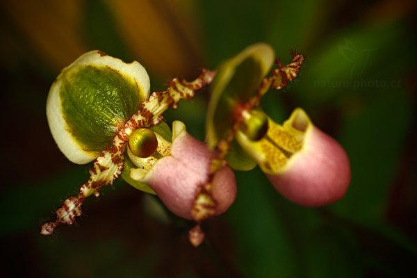 Orchidej Paphiopedilum victoria regina, Orchidej Paphiopedilum victoria regina Autor: Ondřej Prosický | NaturePhoto.cz, Model: Canon EOS-1D X, Objektiv: EF100mm f/2.8L Macro IS USM, Ohnisková vzdálenost (EQ35mm): 100 mm, fotografováno z ruky, Clona: 4.0, Doba expozice: 1/100 s, ISO: 800, Kompenzace expozice: -1, Blesk: Ne, 8. března 2014 9:39:56, skleník Fata Morgana, Praha - Troja (Česko) 