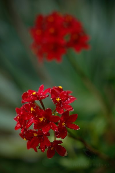 Orchidej Epidendrum radicans, Orchidej Epidendrum radicans Autor: Ondřej Prosický | NaturePhoto.cz, Model: Canon EOS-1D X, Objektiv: EF100mm f/2.8L Macro IS USM, Ohnisková vzdálenost (EQ35mm): 100 mm, fotografováno z ruky, Clona: 3.5, Doba expozice: 1/160 s, ISO: 200, Kompenzace expozice: -1, Blesk: Ne, 8. března 2014 10:10:31, skleník Fata Morgana, Praha - Troja (Česko) 