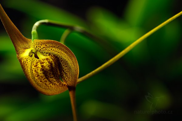 Orchidej Masdevallia princeps, Orchidej Masdevallia princeps Autor: Ondřej Prosický | NaturePhoto.cz, Model: Canon EOS-1D X, Objektiv: EF100mm f/2.8L Macro IS USM, Ohnisková vzdálenost (EQ35mm): 100 mm, fotografováno z ruky, Clona: 4.5, Doba expozice: 1/50 s, ISO: 160, Kompenzace expozice: -1, Blesk: Ne, 8. března 2014 9:21:24, skleník Fata Morgana, Praha - Troja (Česko)  