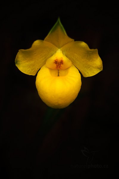 Orchidej Paphiopedilum armeniacum, Orchidej Paphiopedilum armeniacum Autor: Ondřej Prosický | NaturePhoto.cz, Model: Canon EOS-1D X, Objektiv: EF100mm f/2.8L Macro IS USM, Ohnisková vzdálenost (EQ35mm): 100 mm, fotografováno z ruky, Clona: 4.0, Doba expozice: 1/250 s, ISO: 500, Kompenzace expozice: -1 1/3, Blesk: Ne, 8. března 2014 9:44:10, skleník Fata Morgana, Praha - Troja (Česko) 