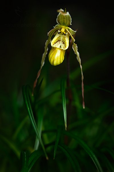 Orchidej Phragmipedium pearcei, Orchidej Phragmipedium pearcei Autor: Ondřej Prosický | NaturePhoto.cz, Model: Canon EOS-1D X, Objektiv: EF100mm f/2.8L Macro IS USM, Ohnisková vzdálenost (EQ35mm): 100 mm, fotografováno z ruky, Clona: 4.0, Doba expozice: 1/60 s, ISO: 500, Kompenzace expozice: -1 1/3, Blesk: Ne, 8. března 2014 10:42:33, skleník Fata Morgana, Praha - Troja (Česko) 