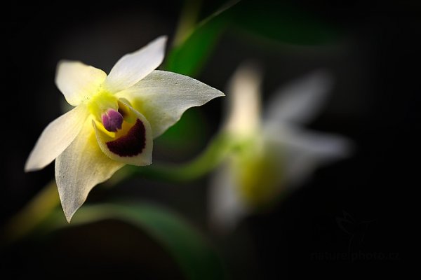 Orchidej Dendrobium guangxiense, Orchidej Dendrobium guangxiense Autor: Ondřej Prosický | NaturePhoto.cz, Model: Canon EOS-1D X, Objektiv: EF100mm f/2.8L Macro IS USM, Ohnisková vzdálenost (EQ35mm): 100 mm, fotografováno z ruky, Clona: 4.0, Doba expozice: 1/100 s, ISO: 200, Kompenzace expozice: -1 1/3, Blesk: Ne, 8. března 2014 10:36:07, skleník Fata Morgana, Praha - Troja (Česko) 