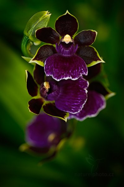 Orchidej Zygopetalum hybrid, Orchidej Zygopetalum hybrid Autor: Ondřej Prosický | NaturePhoto.cz, Model: Canon EOS-1D X, Objektiv: EF100mm f/2.8L Macro IS USM, Ohnisková vzdálenost (EQ35mm): 100 mm, fotografováno z ruky, Clona: 3.5, Doba expozice: 1/50 s, ISO: 640, Kompenzace expozice: -1 1/3, Blesk: Ne, 8. března 2014 10:31:14, skleník Fata Morgana, Praha - Troja (Česko) 