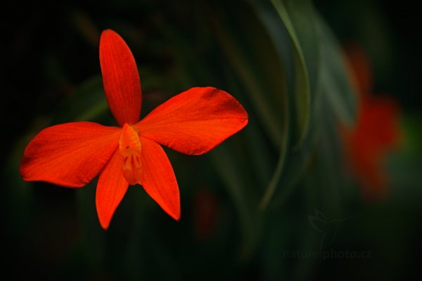 Orchidej Sophronitis mantiqueira, Orchidej Sophronitis mantiqueira Autor: Ondřej Prosický | NaturePhoto.cz, Model: Canon EOS-1D X, Objektiv: EF100mm f/2.8L Macro IS USM, Ohnisková vzdálenost (EQ35mm): 100 mm, fotografováno z ruky, Clona: 4.0, Doba expozice: 1/40 s, ISO: 200, Kompenzace expozice: -1 1/3, Blesk: Ne, 8. března 2014 10:36:47, skleník Fata Morgana, Praha - Troja (Česko)