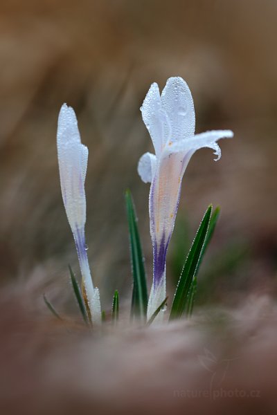 Šafrán bělokvětý (Crocus albiflorus), Šafrán bělokvětý (Crocus albiflorus) Crocus, Autor: Ondřej Prosický | NaturePhoto.cz, Model: Canon EOS 5D Mark II, Objektiv: EF100mm f/2.8L Macro IS USM, Ohnisková vzdálenost (EQ35mm): 100 mm, stativ Gitzo, Clona: 3.5, Doba expozice: 1/50 s, ISO: 400, Kompenzace expozice: 0, Blesk: Ne, 5. dubna 2014 6:59:28, Prachaticko, Šumava (Česko)