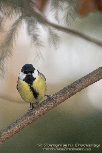 Sýkora koňadra (Parus major), Autor: Ondřej Prosický, Model aparátu: Canon EOS 20D, Objektiv: Canon EF 400mm f/5.6 L USM, stativ Gitzo G1227 + G1377M, Ohnisková vzdálenost: 400.00 mm, Režim měření expozice: Vzorek, Clona: 5.60, Doba expozice: 1/200 s, ISO: 800, Vyvážení expozice: 0.00, Blesk: Ano, Vytvořeno: 18. listopadu 2005 11:25:28, Svatý Kopeček u Olomouce (ČR)