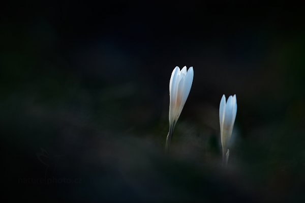 Šafrán bělokvětý (Crocus albiflorus), Šafrán bělokvětý (Crocus albiflorus) Crocus, Autor: Ondřej Prosický | NaturePhoto.cz, Model: Canon EOS 5D Mark II, Objektiv: EF400mm f/2.8L IS II USM, Ohnisková vzdálenost (EQ35mm): 400 mm, stativ Gitzo, Clona: 3.5, Doba expozice: 1/125 s, ISO: 100, Kompenzace expozice: -2/3, Blesk: Ne, 7. dubna 2014 19:00:31, Prachaticko, Šumava (Česko) 